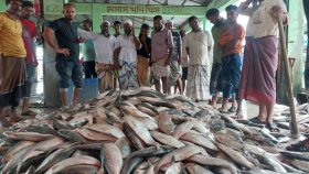 বঙ্গোপসাগরে এক জেলের জালে ধরা পড়েছে ৩৩ লাখ টাকার ইলিশ