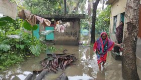 টানা বৃষ্টিতে সাতক্ষীরায় পানির নিচে আউশ, ভেসেছে মাছের ঘের