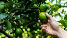 কিডনি সুস্থ রাখতে ভূমিকা আছে এই ২ খাবারের