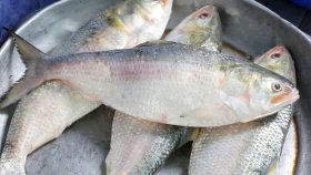 দিদির রাজ্যের ইলিশের চাহিদা মেটাচ্ছে মোদির রাজ্য