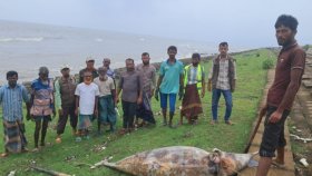 কুয়াকাটা সৈকতে আবারও ভেসে এলো মৃত ডলফিন