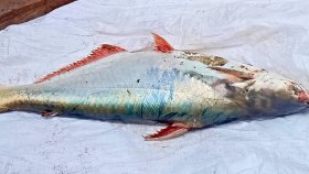 বঙ্গোপসাগরে জালে ধরা পড়লো ১৫ কেজির পাঙাশ
