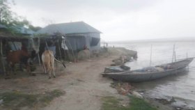 পদ্মার ভাঙন: ঘরবাড়ি ছাড়লো গোদাগাড়ীর ১৫০ পরিবার