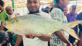 এক ইলিশের দাম ১৪ হাজার টাকা