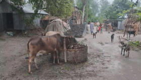 গাইবান্ধায় আতঙ্ক বাড়াচ্ছে অ্যানথ্রাক্স, ২৫ জনের উপসর্গ, গৃহবধূর মৃত্যু