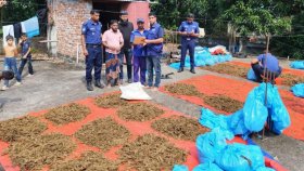 ইউনিয়নের মেম্বারের বাড়ির ছাদে শুকানো হচ্ছিল গাঁজা
