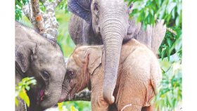 সেই ব্যতিক্রমী গোলাপি হাতি শাবকটির মরদেহ মিললো কাপ্তাই হ্রদে