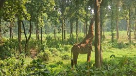 গাজীপুর সাফারি পার্কের শেষ জিরাফটিও মারা গেলো