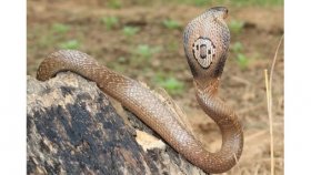 বসতঘর থেকে দশটি পদ্ম গোখরা সাপের বাচ্চা উদ্ধার