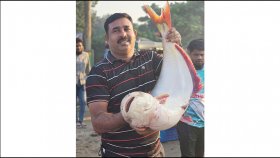 পদ্মায় ধরা পড়া বিশাল পাঙাশটি ৬৮ হাজার টাকায় বিক্রি
