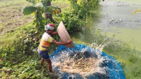 রাজশাহীতে অতিবৃষ্টিতে ১০ কোটি টাকার ফসল নষ্ট, ক্ষতিগ্রস্ত ৪ হাজার কৃষক