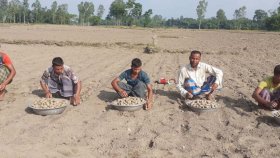 প্রণোদনা পাবেন আলু চাষিরা