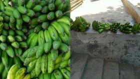 প্রাথমিকের মিড-ডে মিলে দিলো কাঁচা কলা, পাকতে লাগবে কয়েকদিন