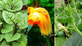 ফুল কিংবা পাতা, কিছুই যাবে না ফেলা...