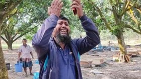 বিষ দিয়ে মৌচাষির ২০০ বাক্স মৌমাছি হত্যা