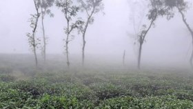 মৌলভীবাজারে তীব্র শীত, তাপমাত্রা ১১ ডিগ্রি