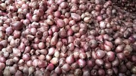 কৃষকের ৬০ টাকার নতুন পেঁয়াজ হাত ঘুরেই ১০০