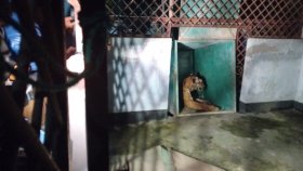 সুন্দরবনে হরিণের ফাঁদ থেকে উদ্ধার বাঘটির চিকিৎসা চলছে