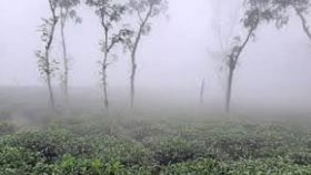 আজ দেশের সর্বনিম্ন তাপমাত্রা শ্রীমঙ্গলে