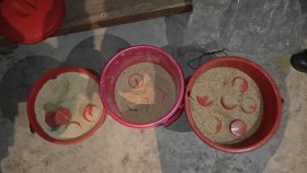 মুন্সীগঞ্জে পরিত্যক্ত দোকান থেকে ৩ বালতি তাজা ককটেল উদ্ধার 