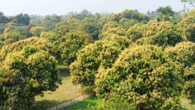 সোনারঙে ছেয়ে গেছে রাজশাহী অঞ্চলের আমের বাগান
