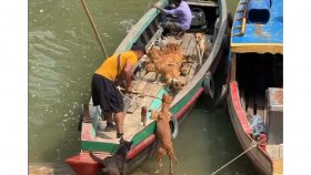 রাঙামাটি থেকে ভারতে কুকুর পাচারের অভিযোগ