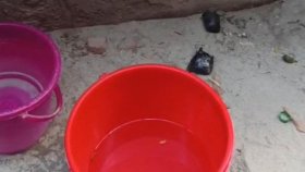 ককটেল বিস্ফোরণ ঘটিয়ে প্রবাসীর বাড়িতে লুটপাটের অভিযোগ