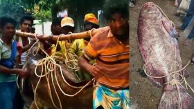 একটি মাছ ২ লাখ ৫৫ হাজার টাকায় বিক্রি