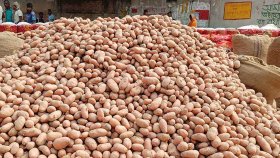 আলুর কেজি ৯ টাকা, লোকসানে কৃষকরা