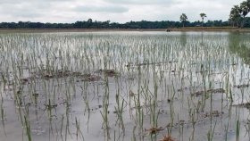 বৃষ্টিতে আলু ও পেঁয়াজের ব্যাপক ক্ষতি, লোকসানের শঙ্কায় কৃষকরা
