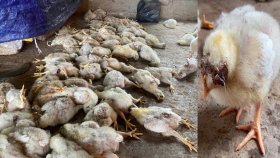 পোল্ট্রি খামারে অ্যাসিড ছুড়ে ২০০ মুরগি হত্যা
