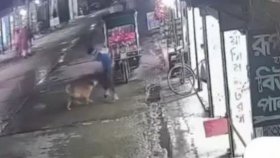 কিশোরগঞ্জে পাগলা কুকুরের কামড়ে ৫০ জন আহত