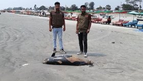 কুয়াকাটা সৈকতে আবার মৃত ডলফিন, দড়ি দিয়ে লেজ বাঁধা