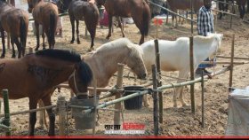 মাংস বিক্রির উদ্দেশ্যে জবাই করা ১৩ ঘোড়া উদ্ধার