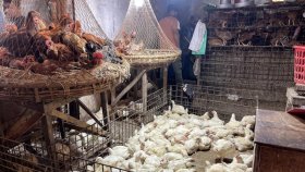 মুরগির ‘রেকর্ড’ দামে দিশেহারা ক্রেতা