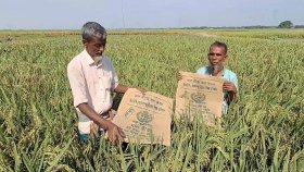 সরকারি ‘এক বীজে’ নানা জাতের ধান, কিছু পেকেছে কিছু কাঁচা