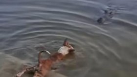 বাগেরহাটে দিঘিতে কুমিরের শিকার কুকুর, প্রত্যক্ষদর্শীরা যা জানালেন