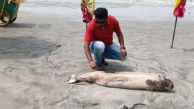 কুয়াকাটা সৈকতে আবারও ভেসে এলো মৃত ডলফিন