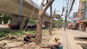 রাস্তার জন্য কাটা হলো ৩০টি গাছ