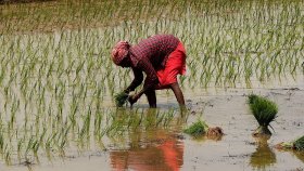 ভারতে সার উৎপাদন কমেছে প্রায় ২৫ শতাংশ