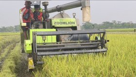 জ্বালানি সংকট: চলছে না হারভেস্টার, বিপাকে হাওরের কৃষক