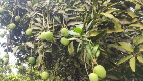 সাতক্ষীরার আম কবে বাজারে আসছে