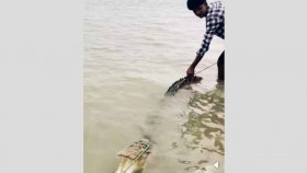 পদ্মা নদীতে জেলের বড়শিতে আটকে গেলো কুমির