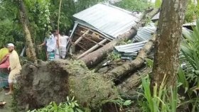 ঝড়ে ঘরের ওপর গাছ পড়ে মা ও ২ মেয়ের মৃত্যু