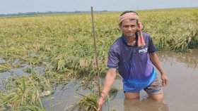 নেত্রকোনায় আধপাকা ধান কাটছেন কৃষকরা