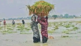 ১৬০০ খরচ করে ৬০০ টাকায় ধান বিক্রি করতে বাধ্য কৃষক
