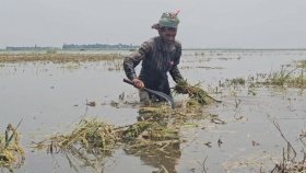 ডুবেছে কিশোরগঞ্জের হাওরের ধান, দিশেহারা কৃষক