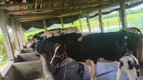 ‘এভাবে বিদ্যুৎ না থাকলে খামারের সব গরু মারা যাবে’