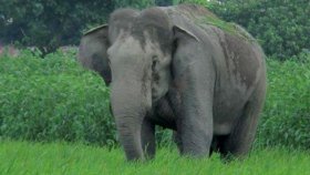 হাতির পালের সামনে পড়লেন মা-মেয়ে, আক্রমণে মারা গেলেন দুজনই
