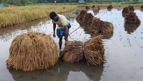 বাগেরহাটে অতিবৃষ্টিতে নষ্ট হচ্ছে ক্ষেতের ফসল, দুশ্চিন্তায় কৃষক